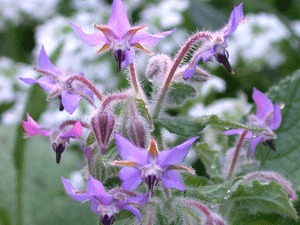 hodanbitkisi