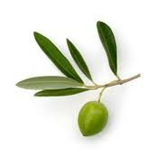 zeytin yapragi maskesi