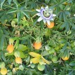 passiflora-faydalari